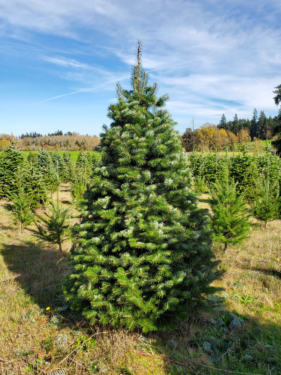 Nordman Fir Christmas Tree